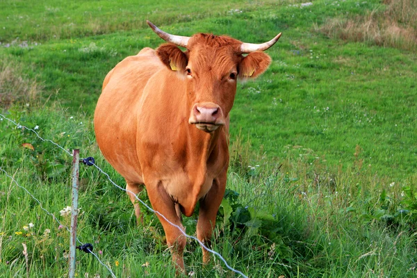 Vaca en el campo — Foto de Stock