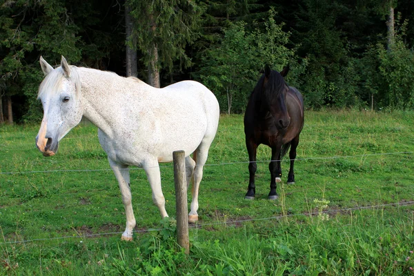 Atlar sahada — Stok fotoğraf