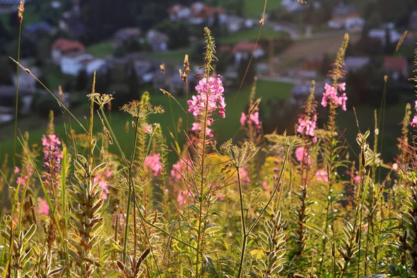 Fiori nei campi della Foresta Nera — Foto Stock