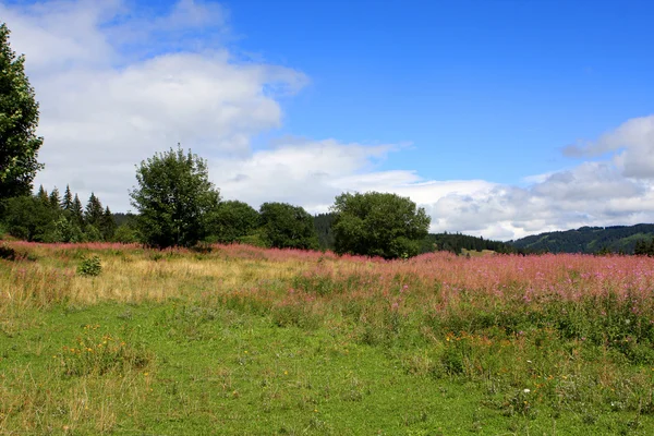 Zwarte Woud, Duitsland — Stockfoto