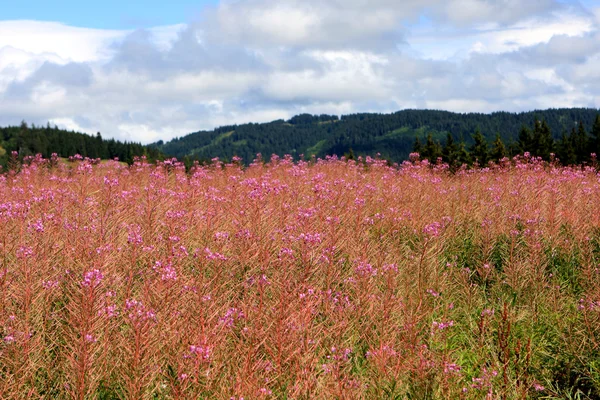 Zwarte Woud, Duitsland — Stockfoto