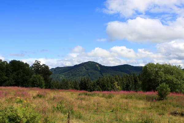 Zwarte Woud, Duitsland — Stockfoto