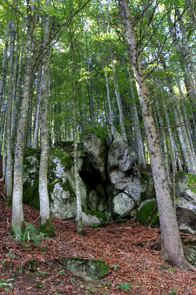 Μέλανα Δρυμό, Γερμανία — Φωτογραφία Αρχείου