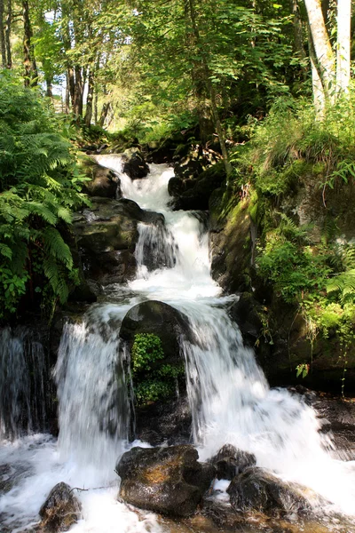 Todtnau водоспади, чорний ліс, Німеччина — стокове фото