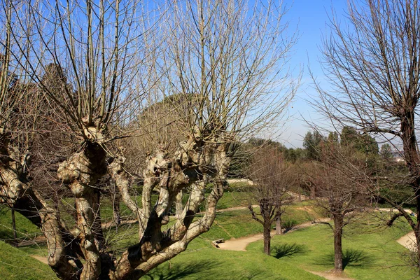 Сады Боболи — стоковое фото