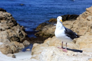 kayaların üzerinde martı