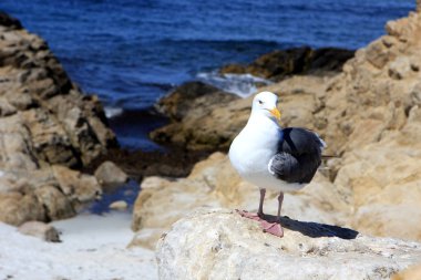 kayaların üzerinde martı