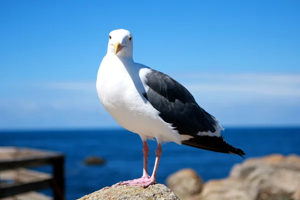 Seagull on rocks — Stock Photo, Image