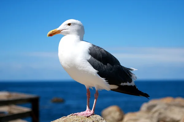 Seagull on rocks — Stock Photo, Image