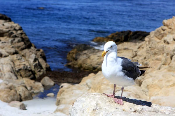 Seagull on rocks — Stock Photo, Image