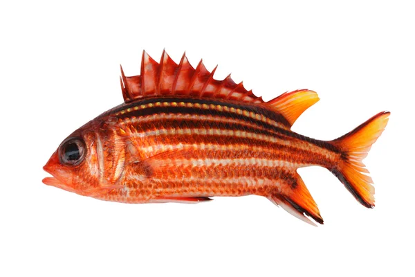 Světlé squirrelfish na bílém — Stock fotografie