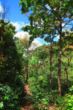 Yağmur ormanlarında kahve ve muz çiftliği