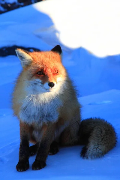 Αλεπού Κάθεται Στο Χιόνι Ένα Παγωμένο Πρωινό — Φωτογραφία Αρχείου