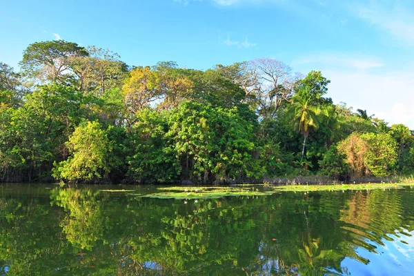 Floresta Tropical América Central Nicarágua — Fotografia de Stock