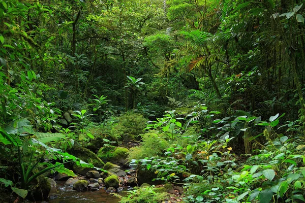 Čistý Rill Středoamerické Džungli — Stock fotografie