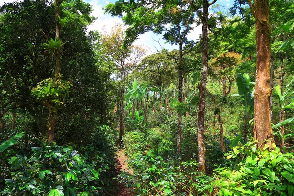 热带雨林中的咖啡和香蕉种植园 — 图库照片