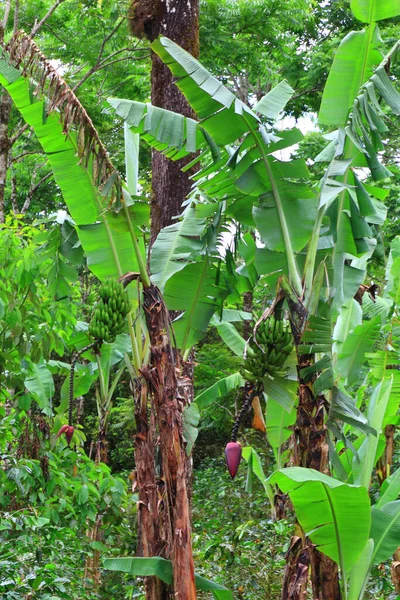 Två Blommande Banan Palm Suddig Bakgrund — Stockfoto