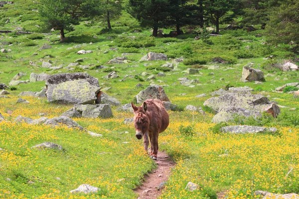 Âne Sur Chemin Montagne — Photo