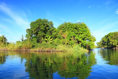 Sudan bir yağmur ormanı manzarası
