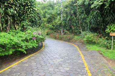 tropik bir ormanda yol