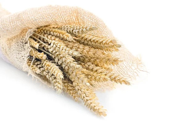 Zlatý pšenice — Stock fotografie