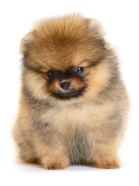 Pomeranian köpek yavrusu