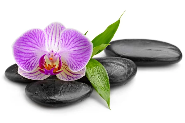 Orchidee — Stockfoto