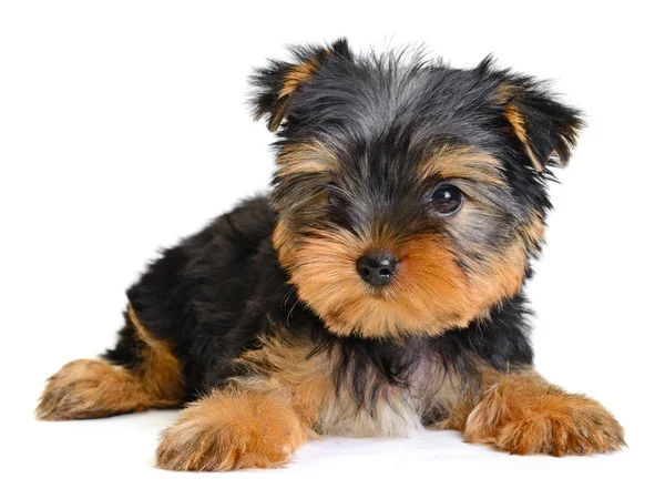 Yorkshire terrier — Zdjęcie stockowe