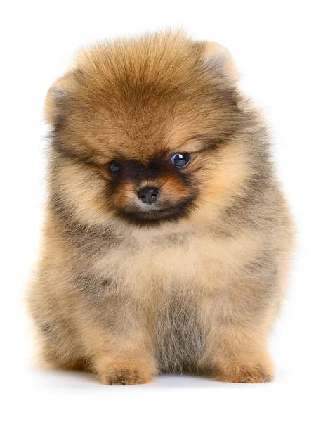 Pomerania cachorro — Foto de Stock