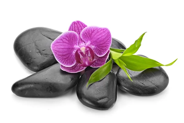 Orchidee — Stockfoto