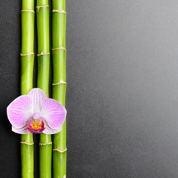 Orquídea — Fotografia de Stock