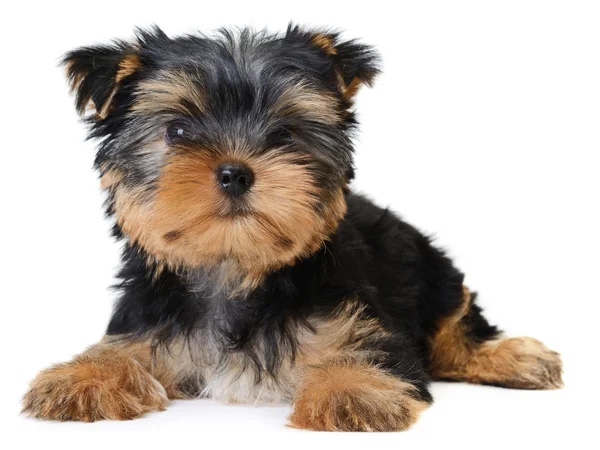 Yorkshire terrier Imágenes de stock libres de derechos