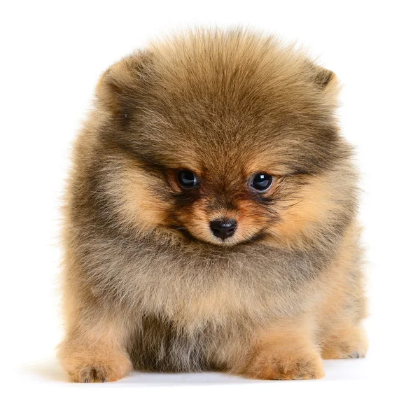 Pomeranian köpek yavrusu Stok Resim