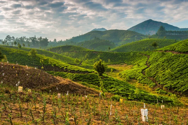 茶叶种植园 — 图库照片