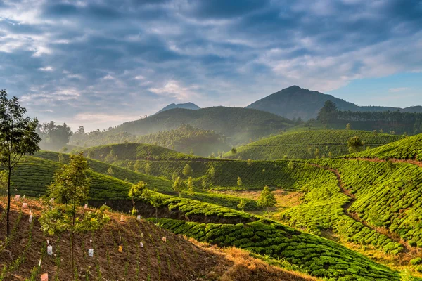 茶叶种植园 — 图库照片