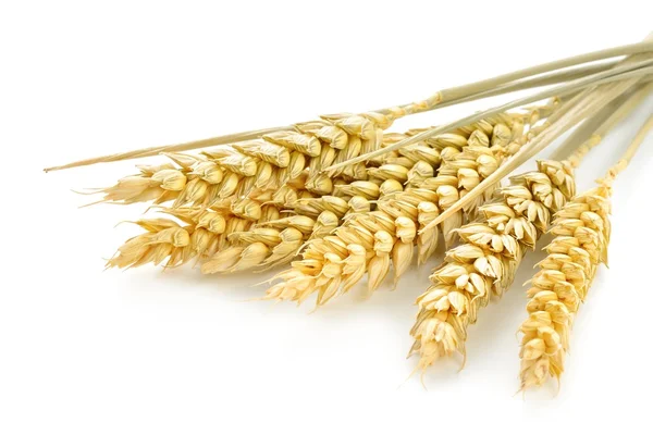 Wheat — Stock Photo, Image