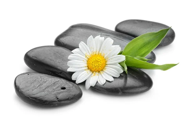 Zen basalt stenar och daisy — Stockfoto