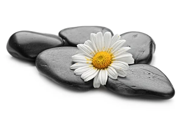 Zen Basaltstenen en daisy — Stockfoto