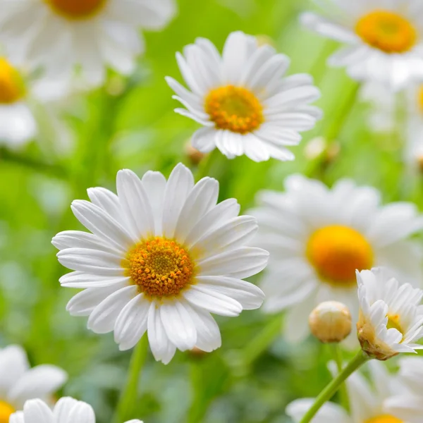 99 751 Chamomile Flowers Stock Photos Free Royalty Free Chamomile Flowers Images Depositphotos