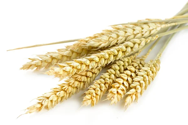 Пшениця Ліцензійні Стокові Фото