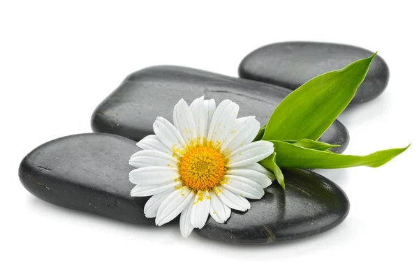 Zen basalt stones and daisy Royalty Free Stock Photos