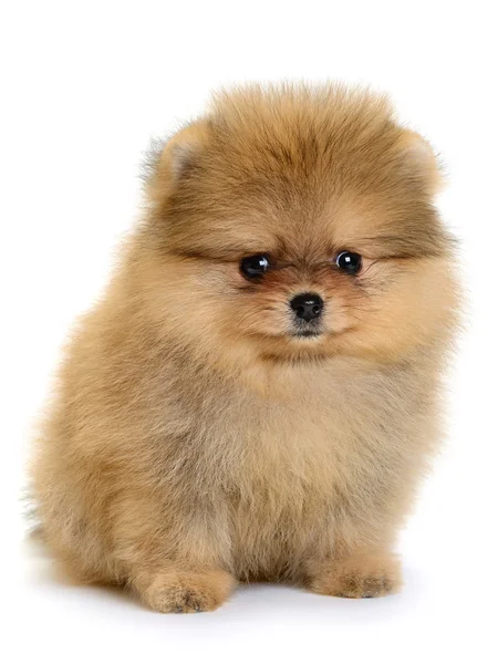 Pomeranian köpek yavrusu