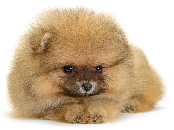 Pomerania cucciolo — Foto Stock