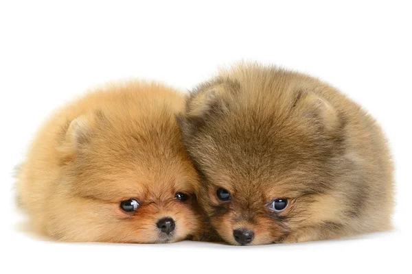 Pomeranian valp — Stockfoto