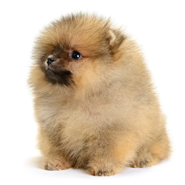 Pomeranian köpek yavrusu Telifsiz Stok Imajlar