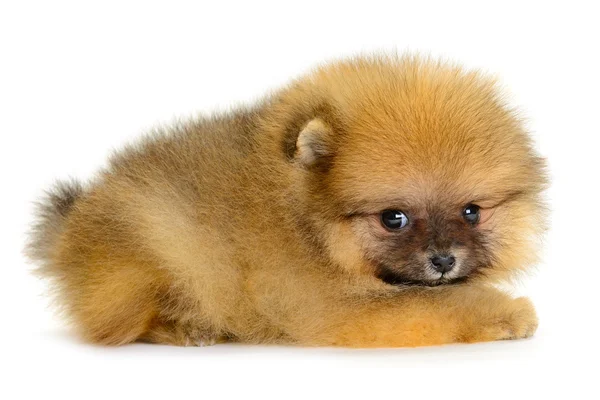 Pomeranian köpek yavrusu Stok Resim