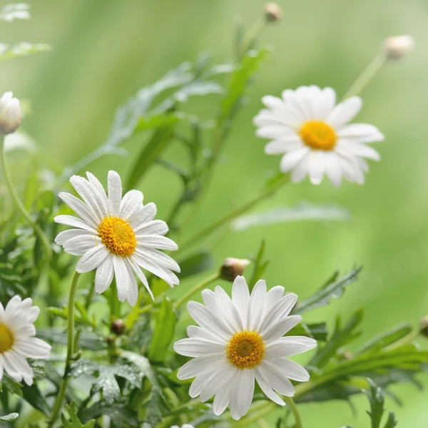 Üble Macht — Stockfoto