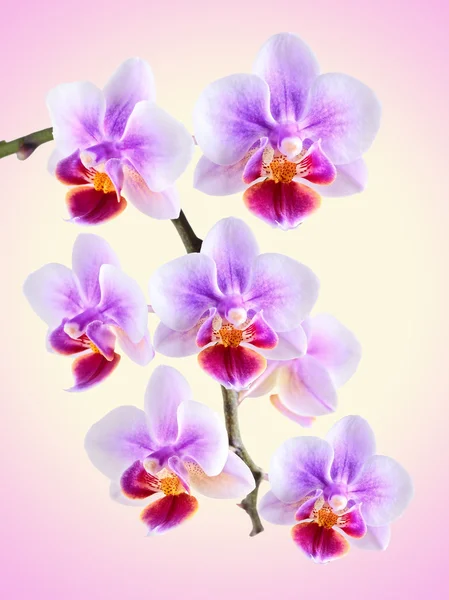 Orquídea no fundo da cor — Fotografia de Stock