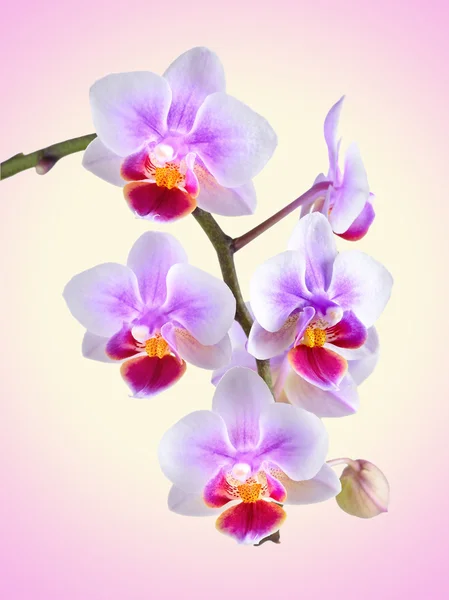 Orchid op de achtergrond kleur — Stockfoto