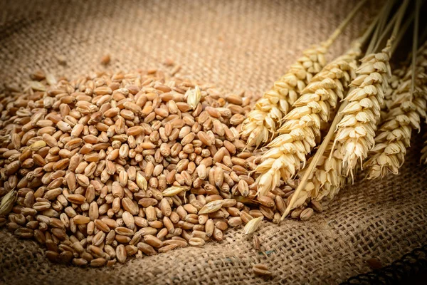 The Bread — Stock Photo, Image